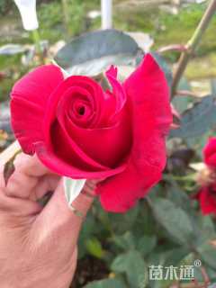 50厘米玫瑰