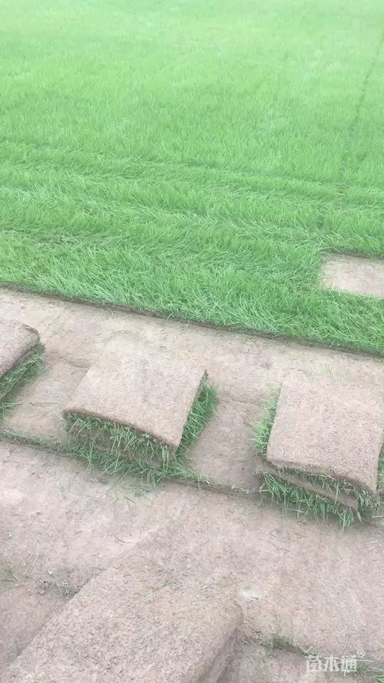混播黑麦草