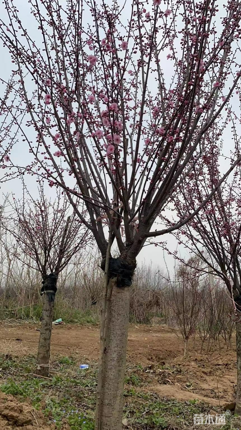 8公分榆叶梅