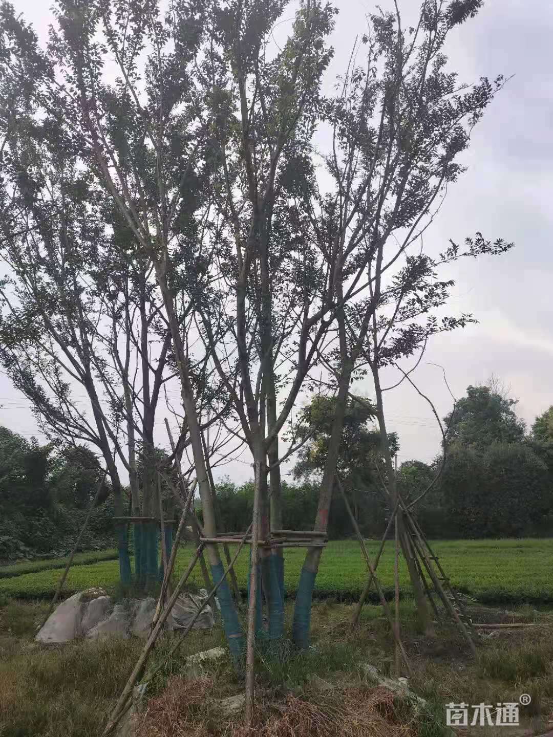 14公分丛生朴树