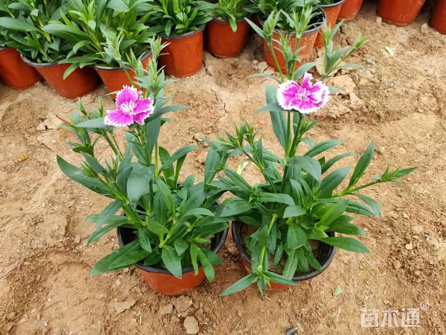 高度25厘米石竹