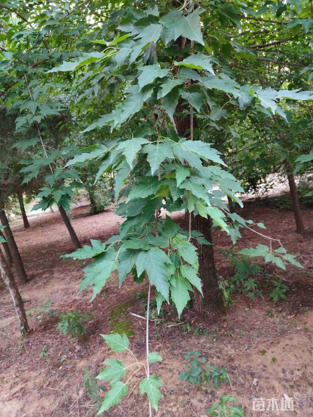[茶条槭批发]30公分茶条槭 电议/株 若干株 苗木通