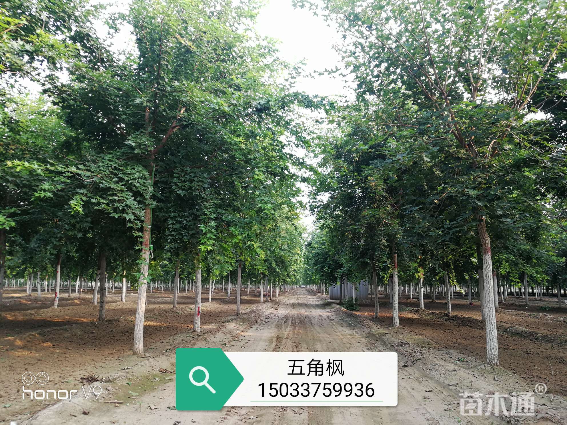 8公分元宝枫