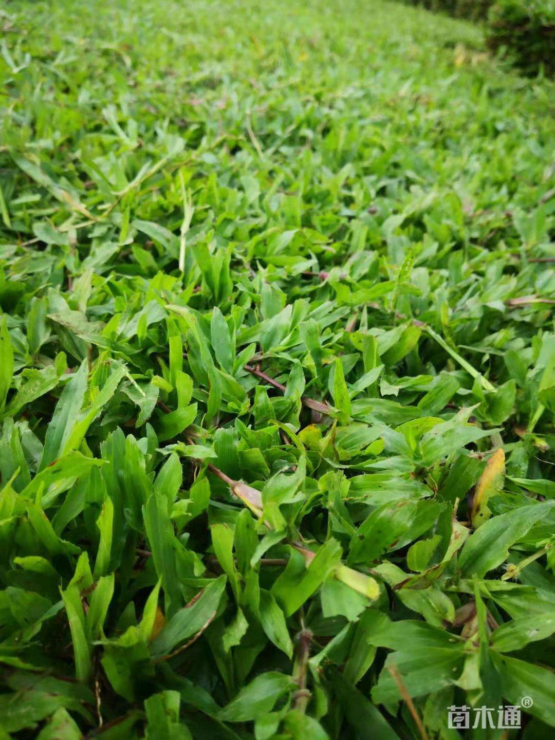 其他描述:绿化草皮基地自产自销,大叶油台湾草马尼拉草块草卷