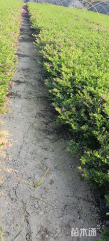 高度18厘米满天星