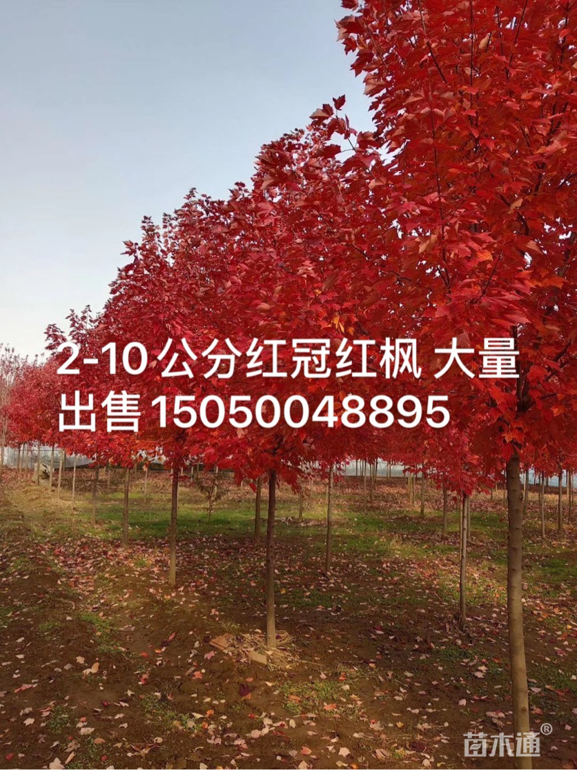 2公分美国红枫-红冠