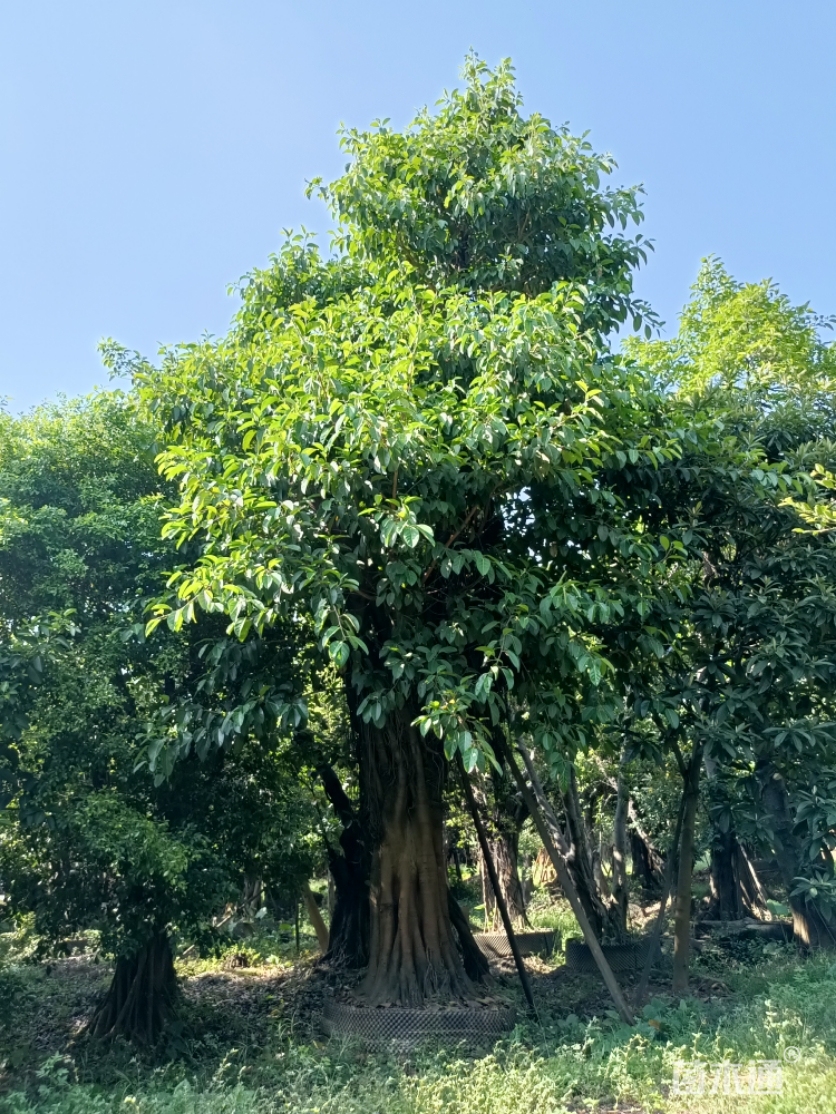 80公分高山榕