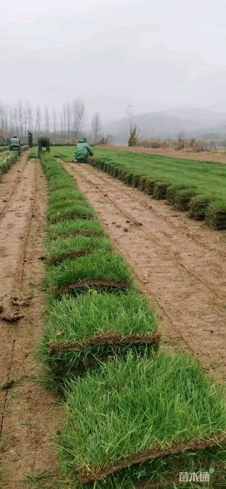 其他描述:混播黑麦草草坪,四季青草坪,百慕大草坪.