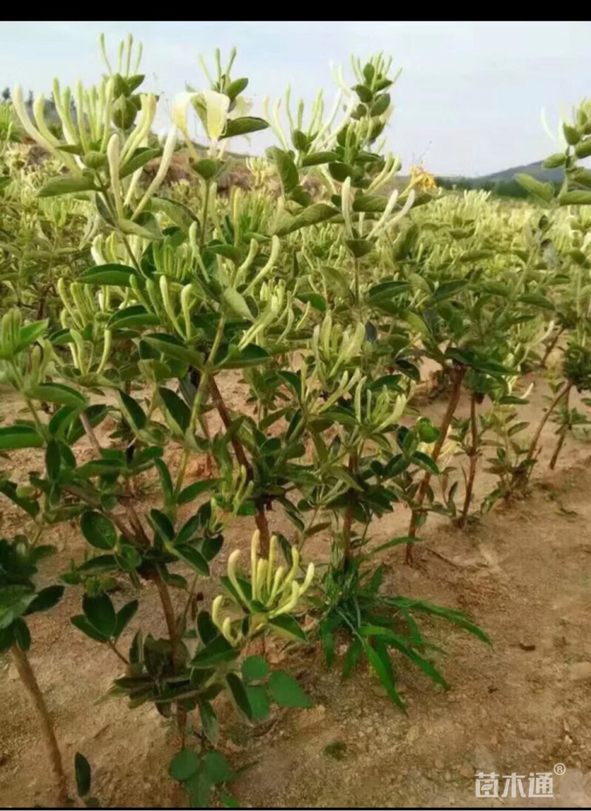 主蔓长30厘米金银花