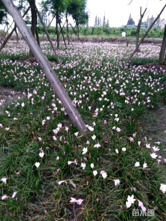 高度25厘米红花葱兰