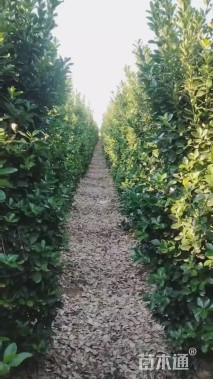 高度150厘米大叶黄杨柱