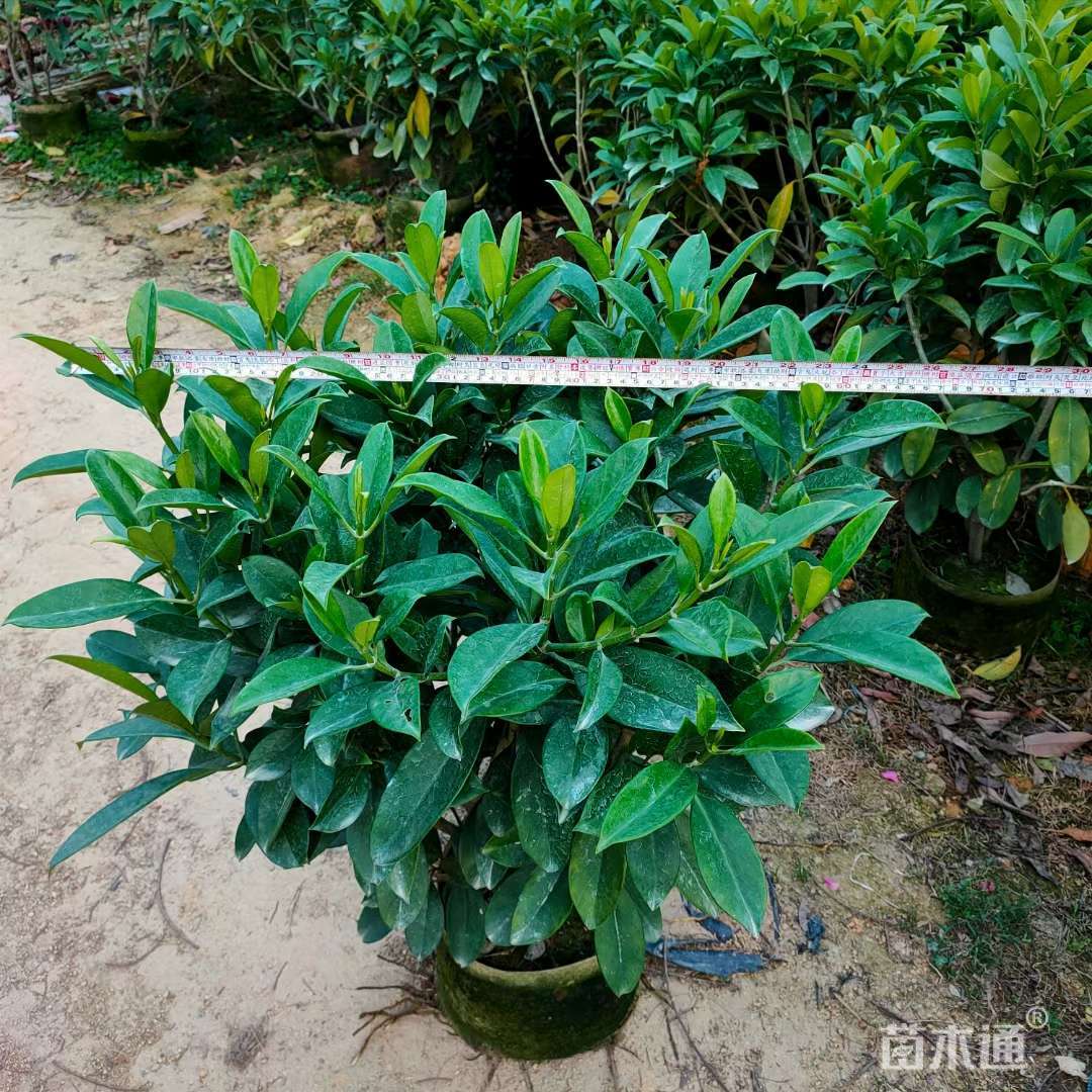 高度30厘米非洲茉莉