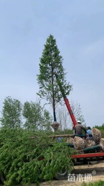 15公分水杉
