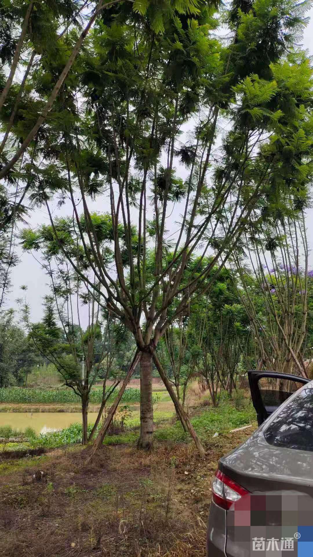 25公分蓝花楹