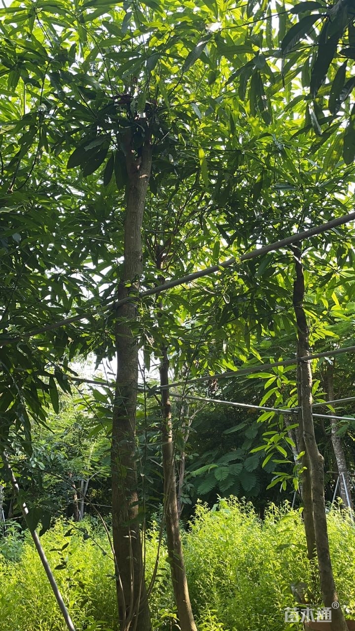 6公分扁桃