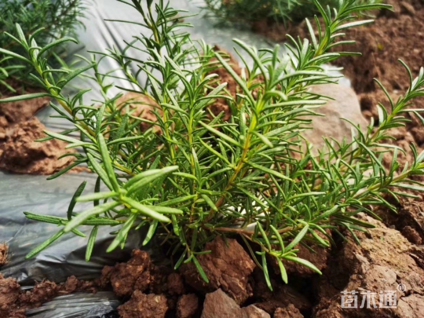 高度50厘米直立迷迭香