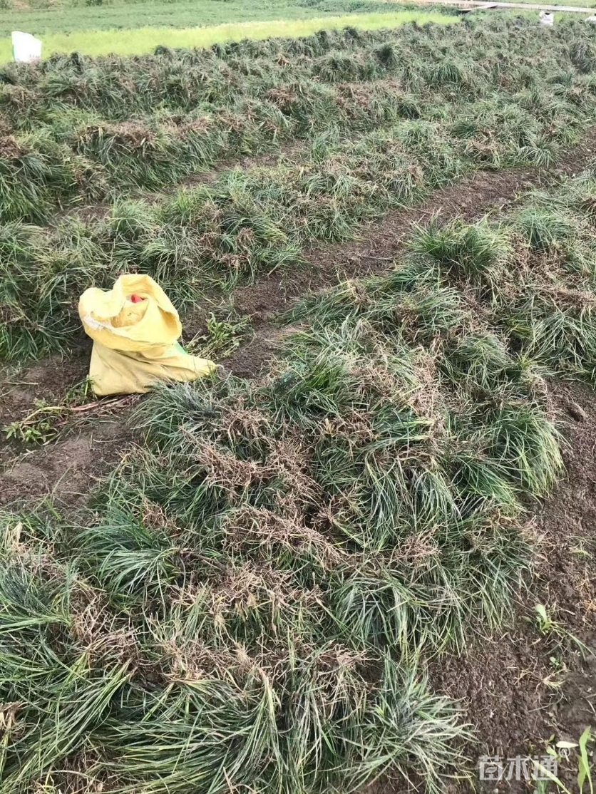 高度40厘米细叶麦冬草