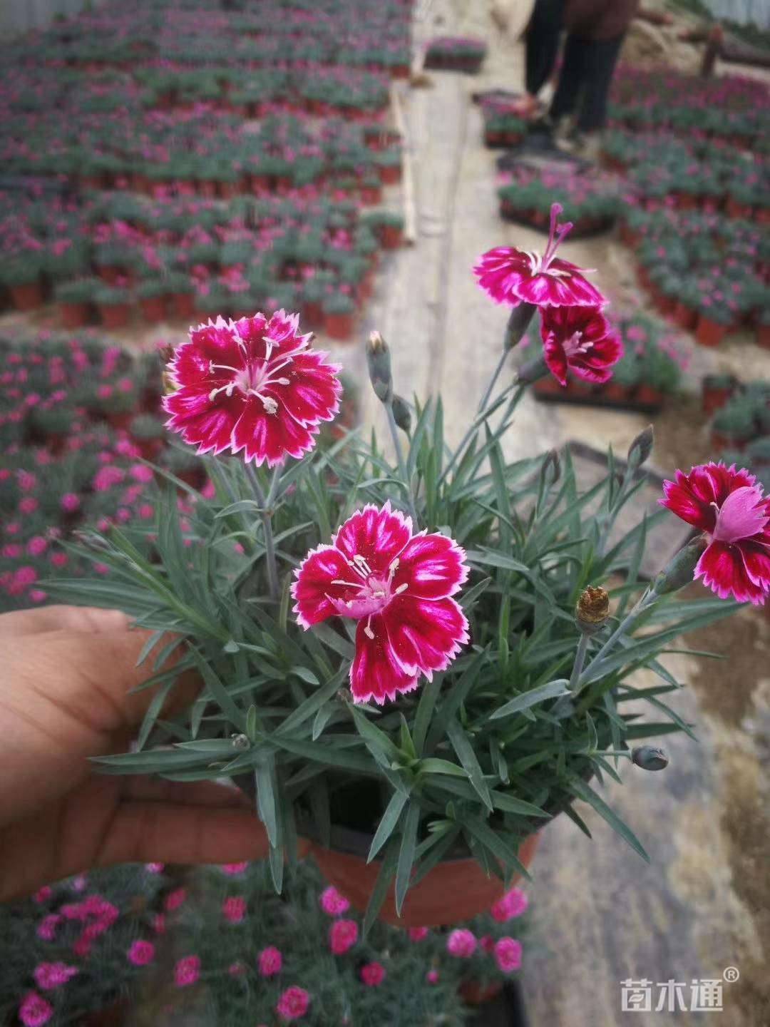 高度25厘米彩虹石竹