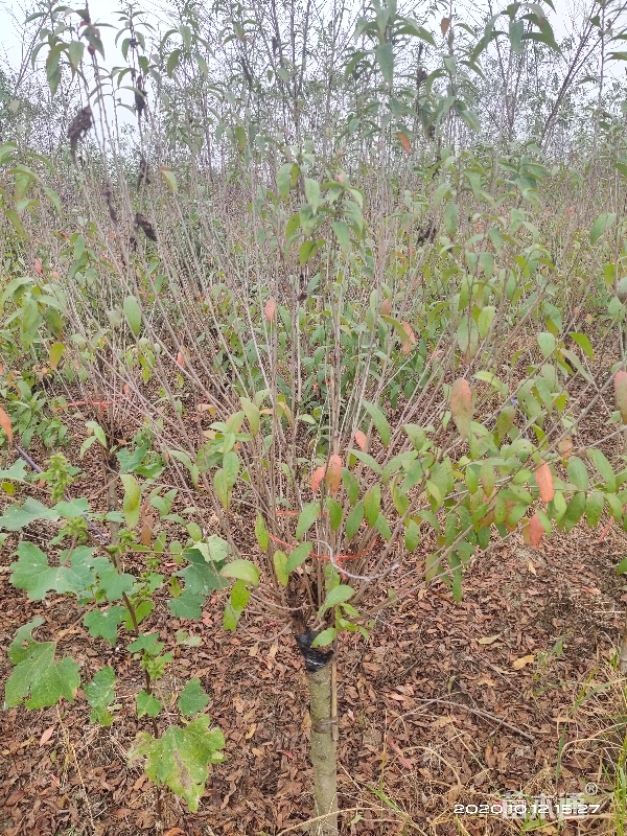 [珍珠梅批发]高度170厘米珍珠梅 30.00元/株 1000株 苗木通