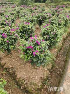 高度80厘米紫花三角梅