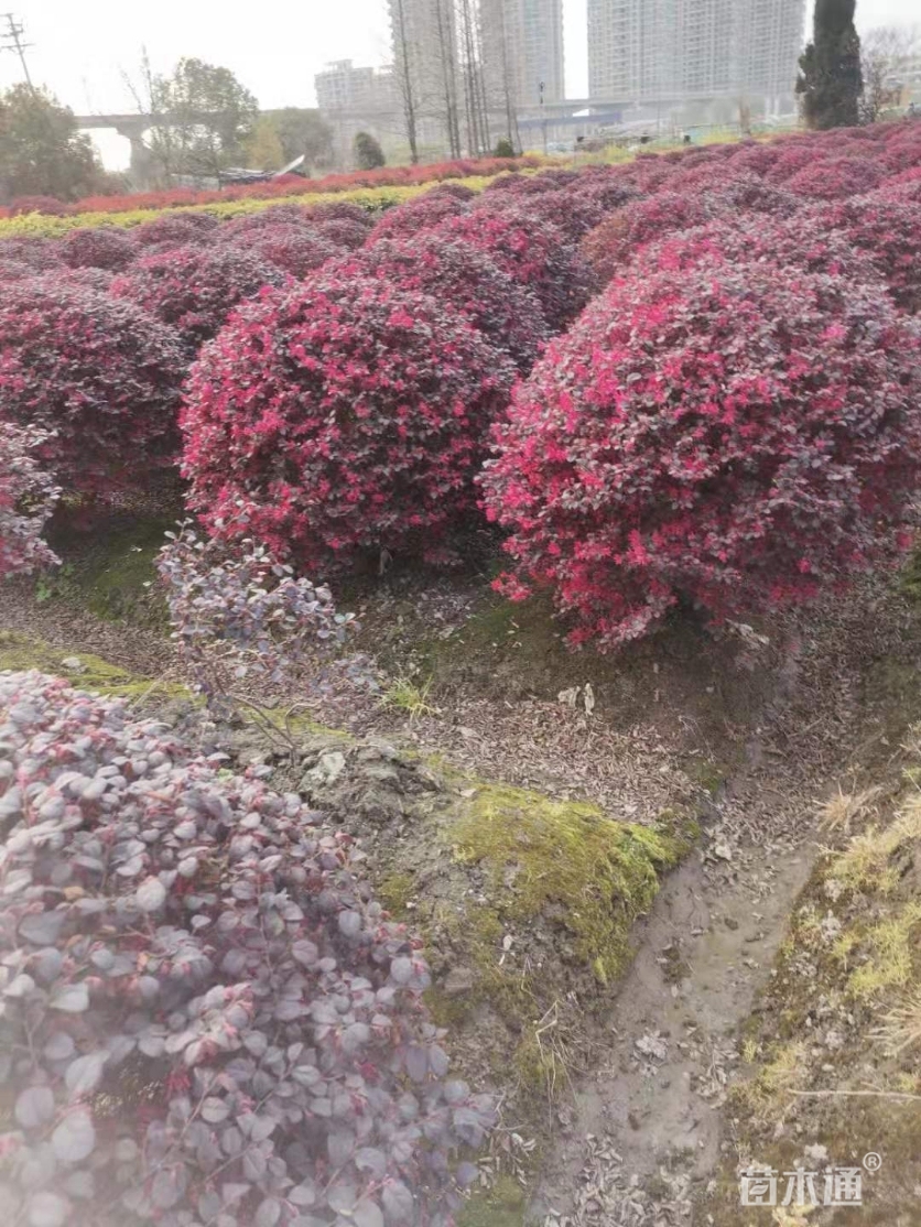 红花檵木球大量