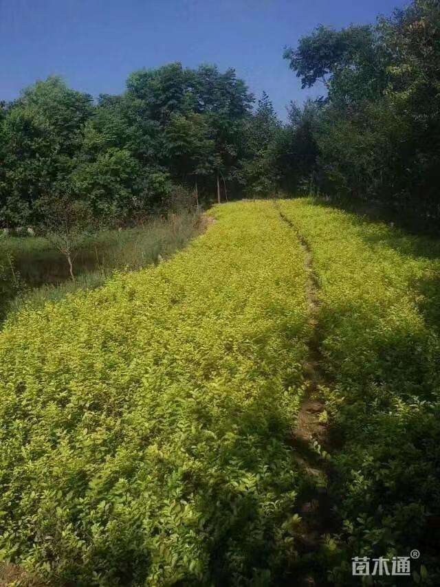 高度50厘米金叶女贞