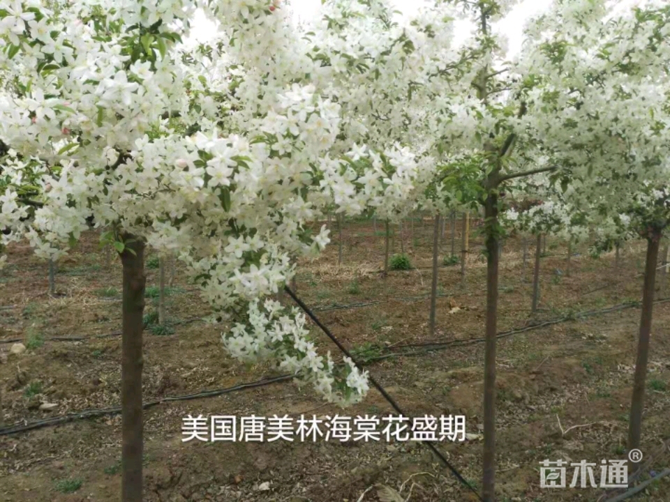 其他描述:紫色王子,唐美林,皇家雨点是北美海棠中的极品,不仅有观花观