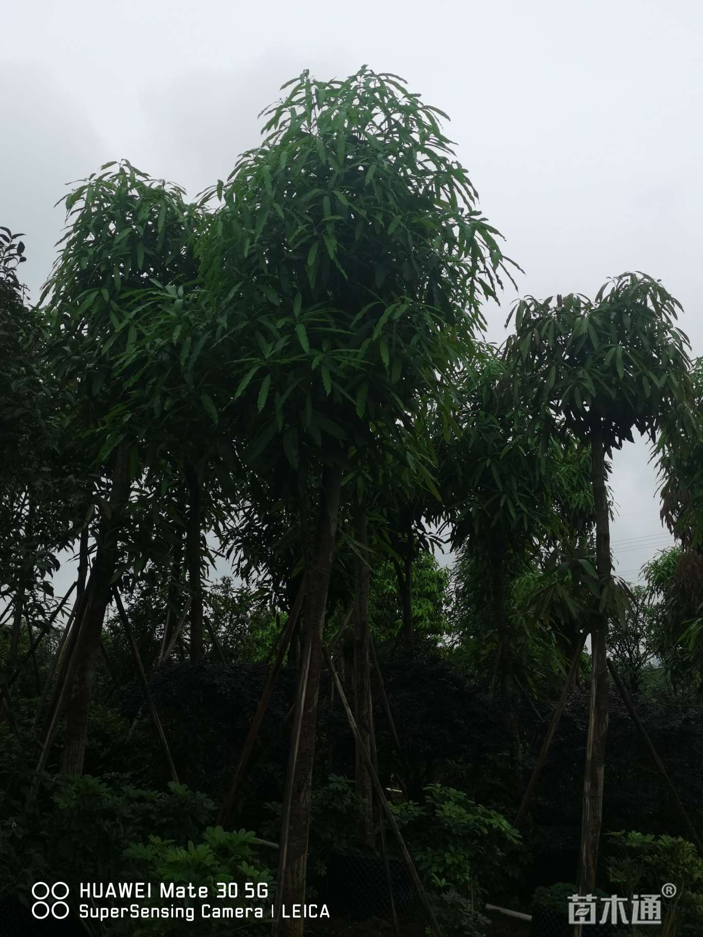 9公分扁桃