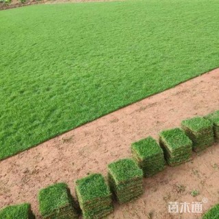 草卷状马尼拉草