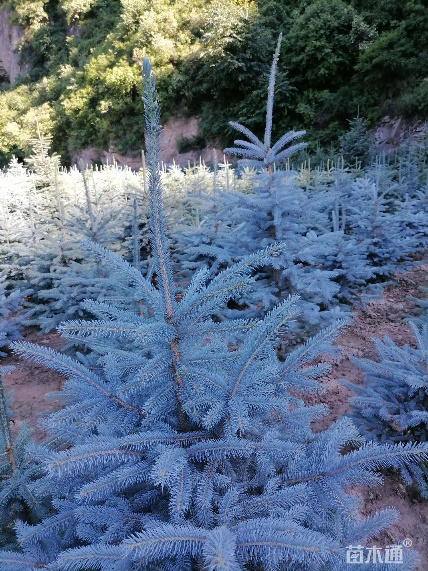 1公分科罗拉多蓝杉