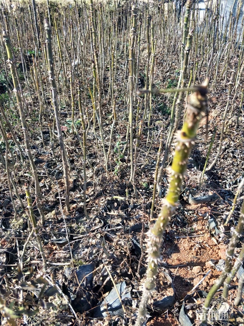 高度30厘米刺嫩芽