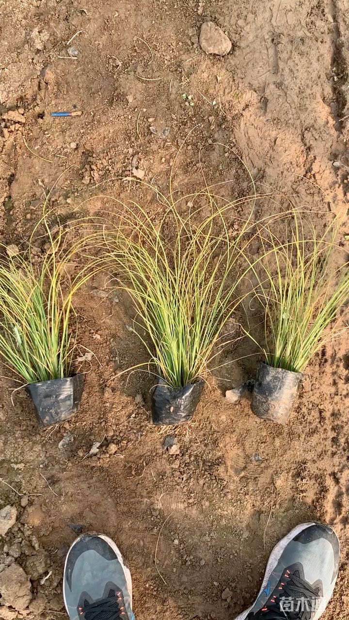 高度25厘米披针叶苔草