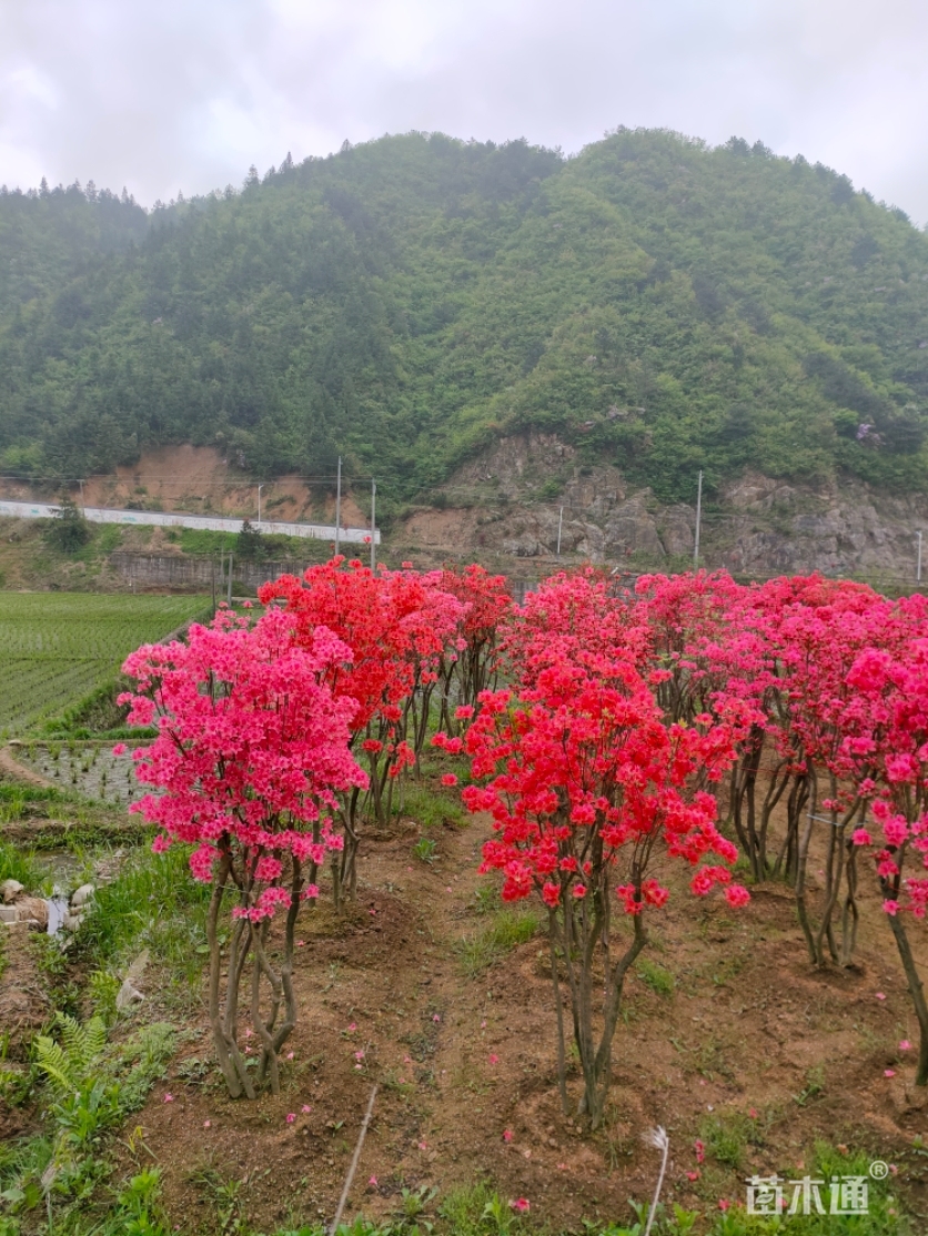 [映山红批发]高度180厘米映山红 80.00元/株 50000株