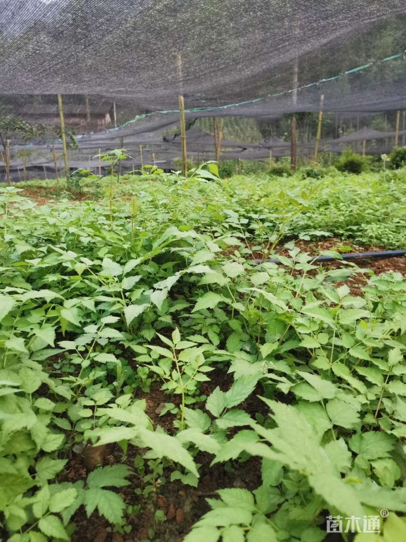 高度30厘米刺嫩芽