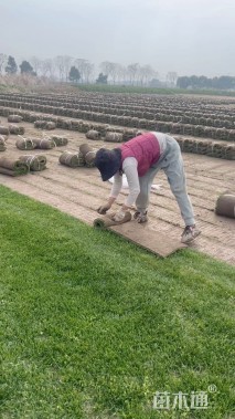 草卷状果岭草