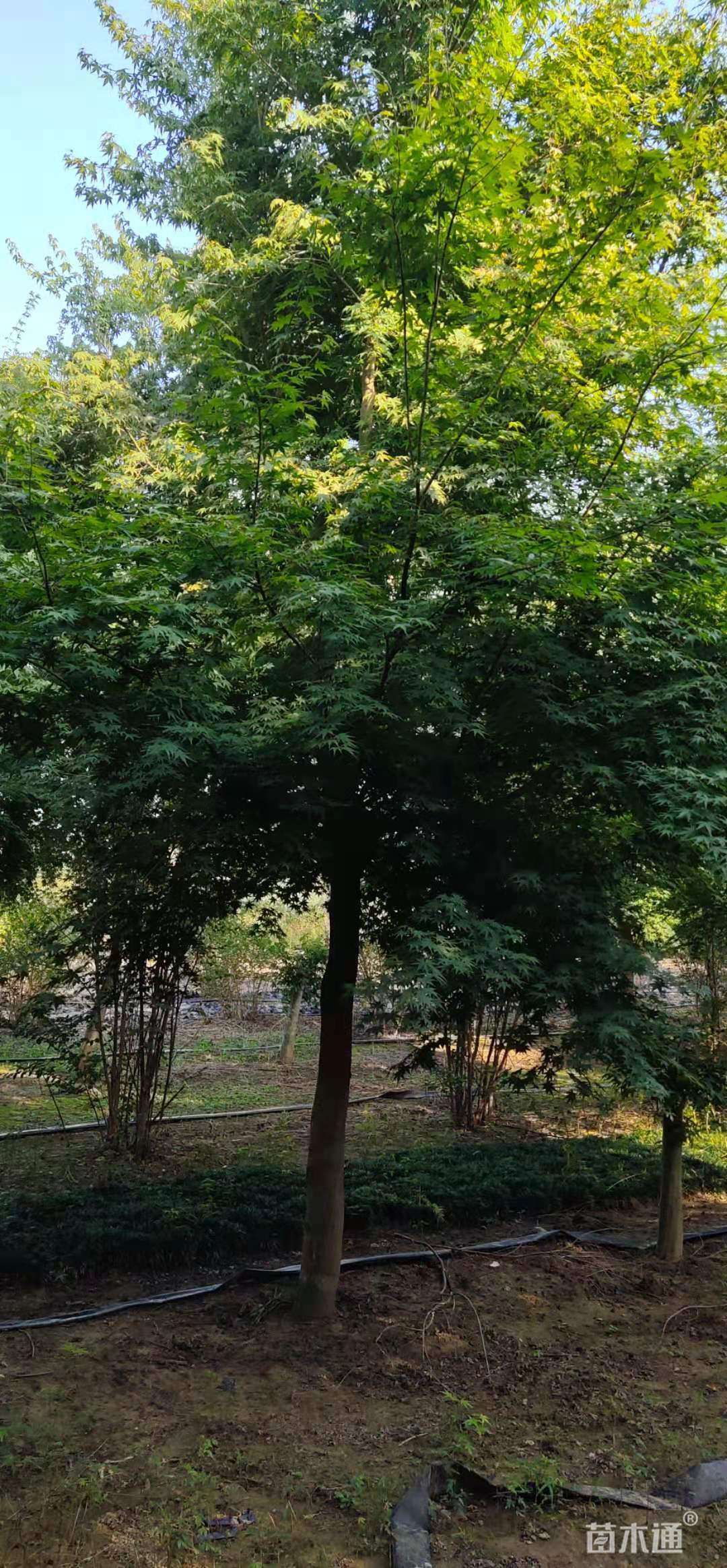 6公分小叶鸡爪槭