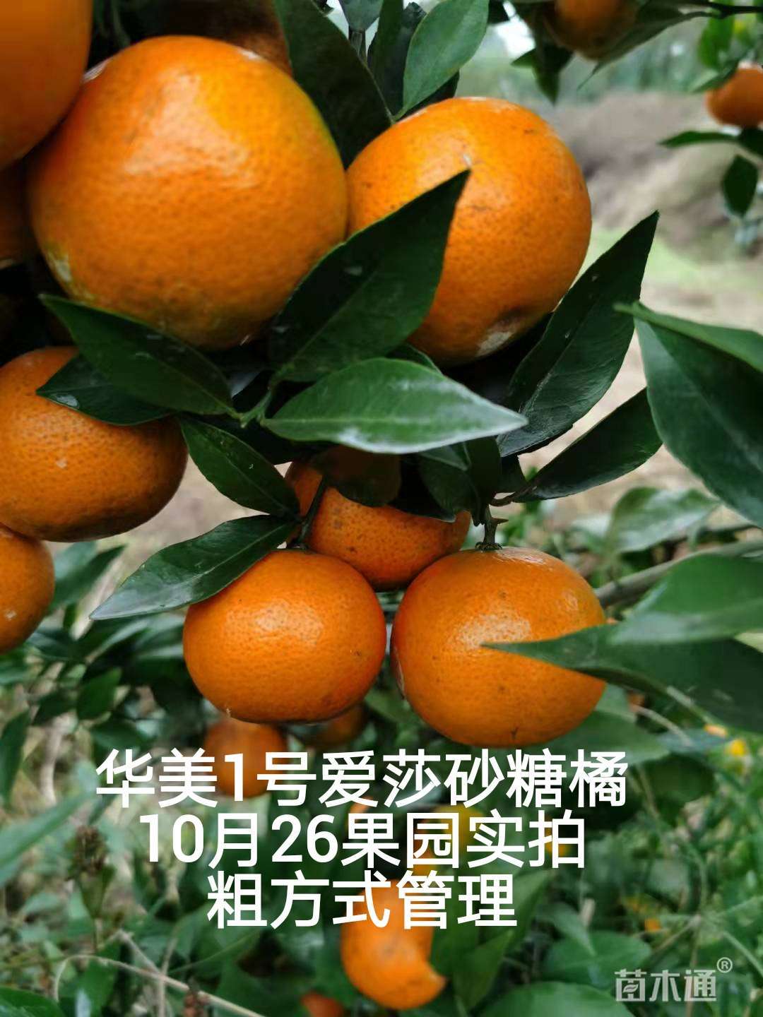 高度25厘米柑橘