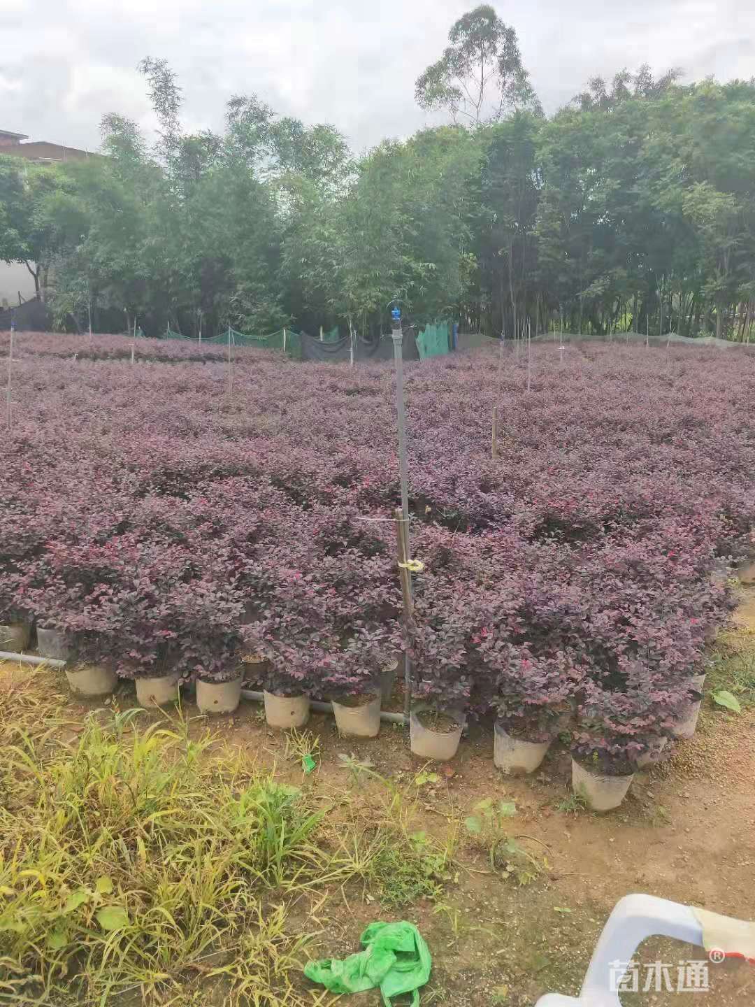 高度20厘米红花继木