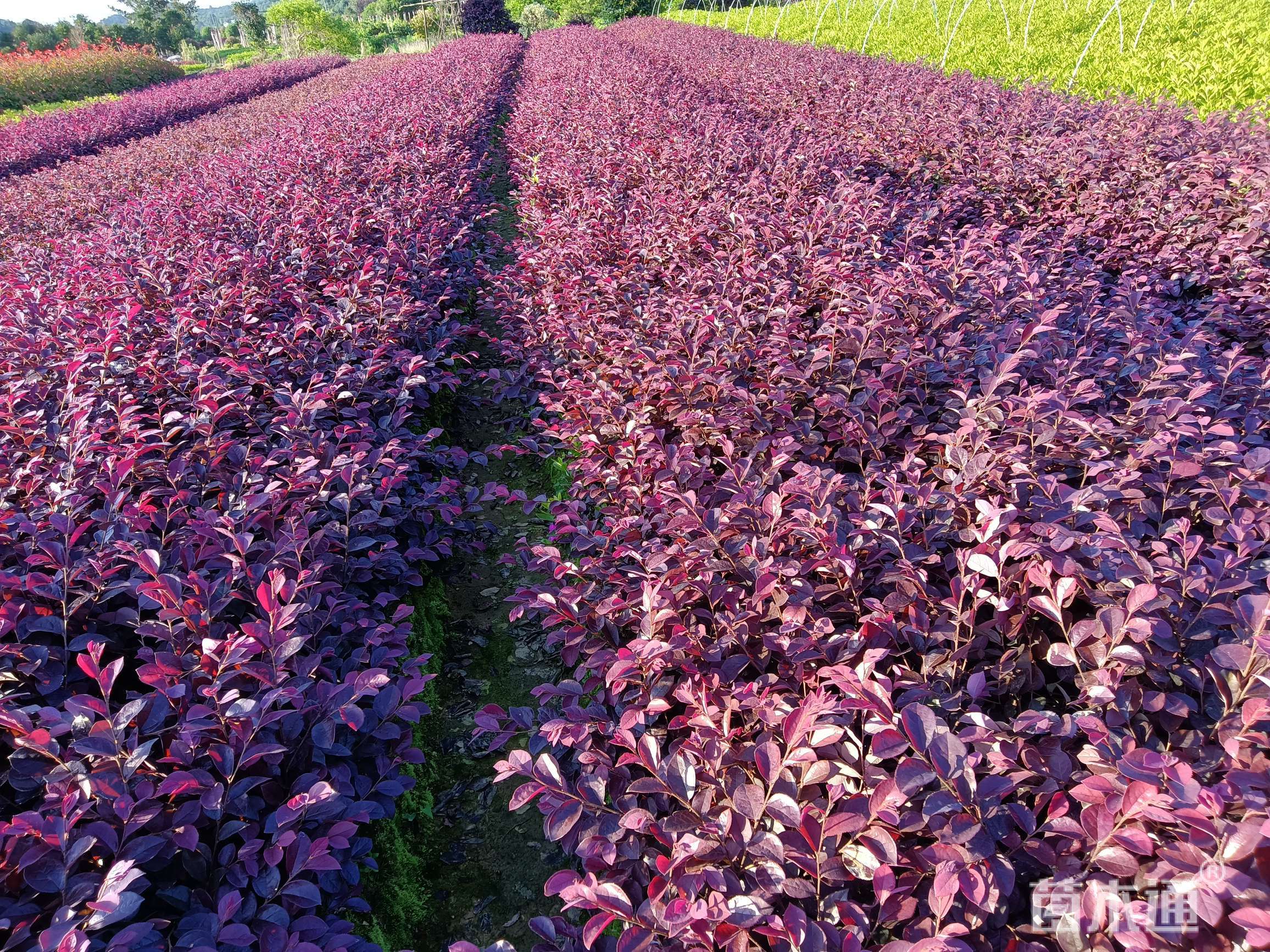 [红花继木批发]高度35厘米红花继木 0.35元/株 若干株