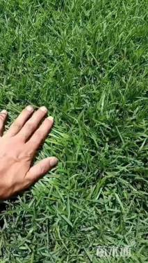 草块状草皮