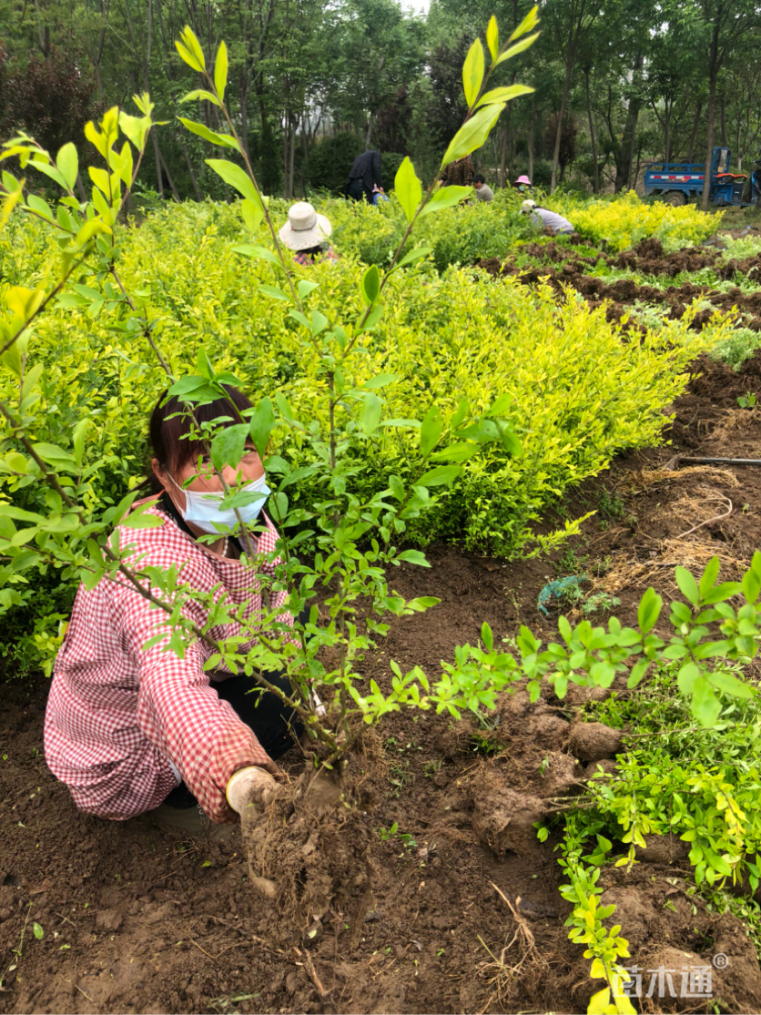 高度40厘米金叶水蜡