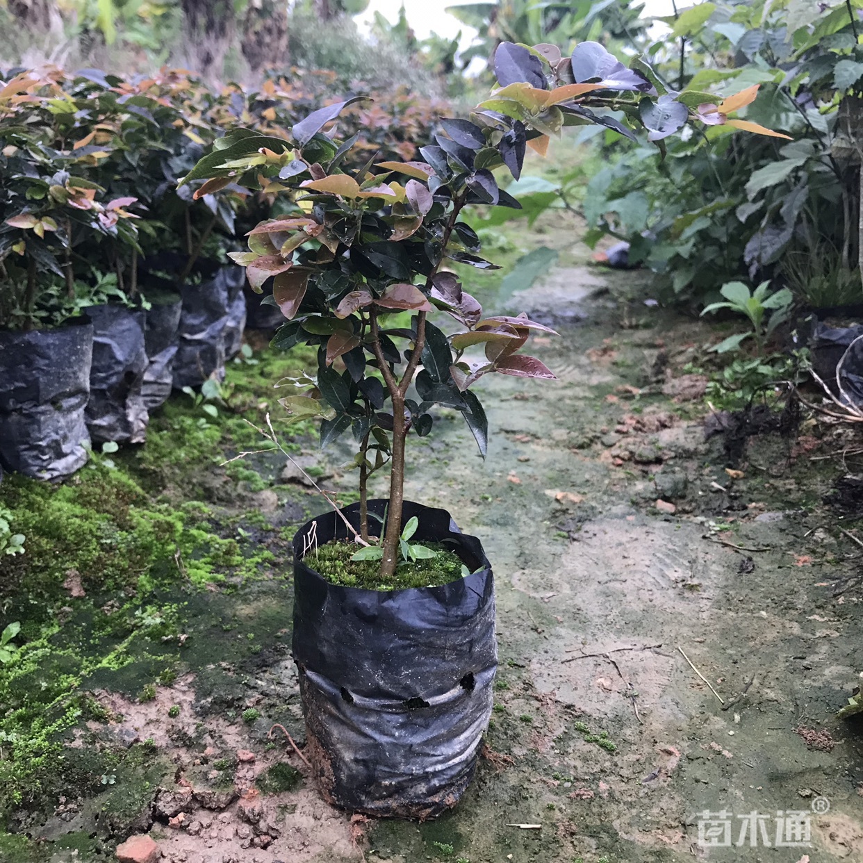 嘉宝果