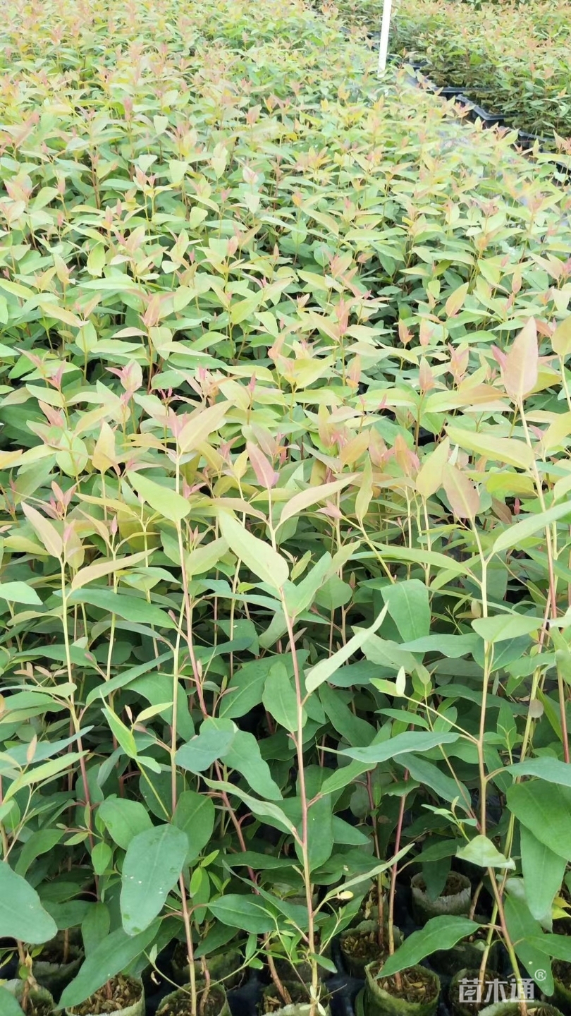 高度20厘米桉树小苗