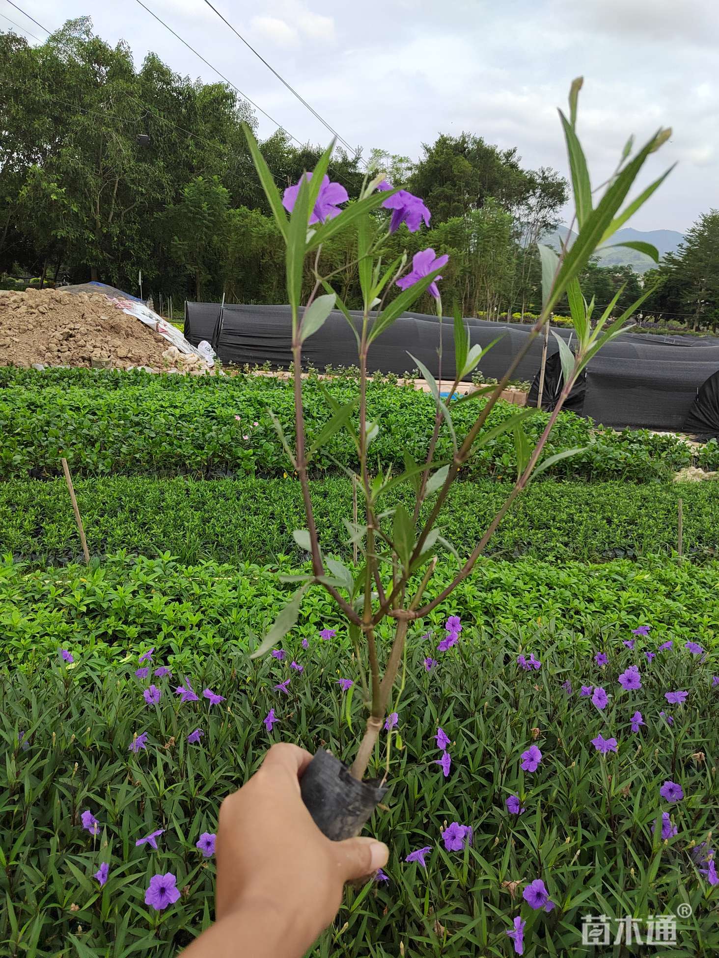 高度35厘米翠芦莉