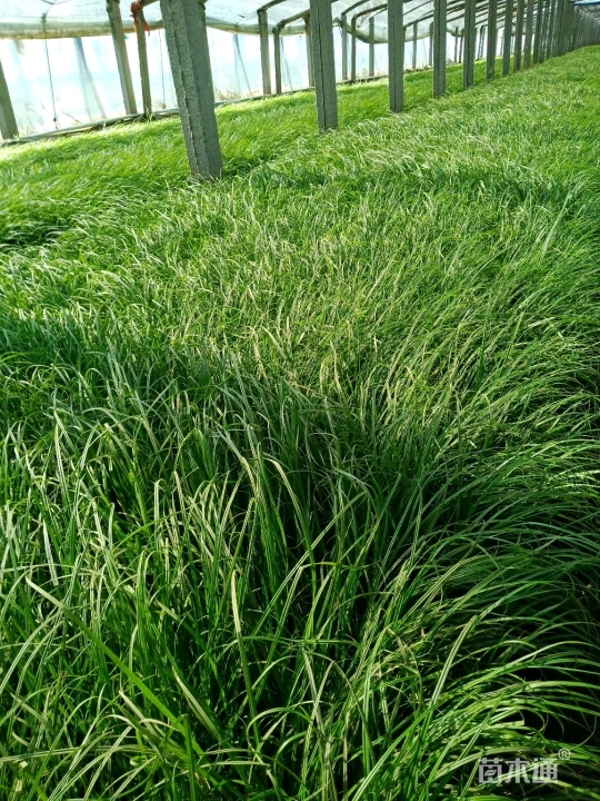 高度40厘米青绿苔草