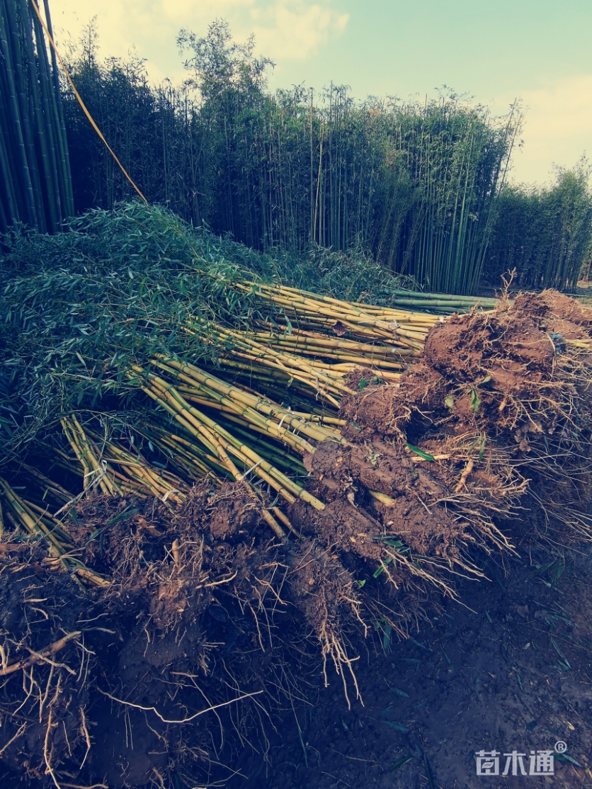 其他描述:基地大量出售竹苗,竹子,早园竹,刚竹,四季竹,青竹,金镶玉竹