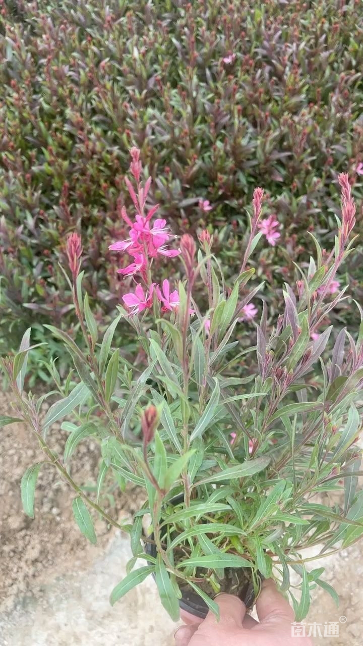 高度20厘米山桃草