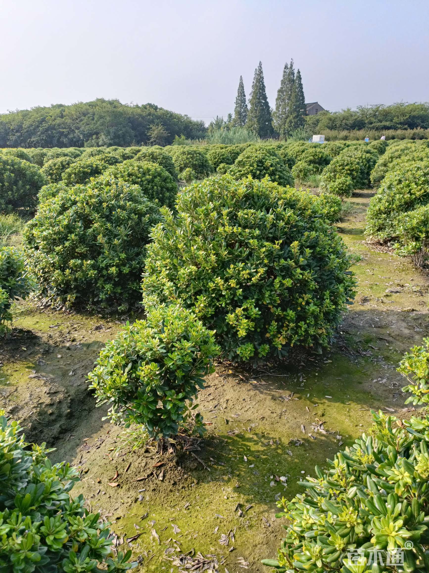 冠幅180厘米海桐球