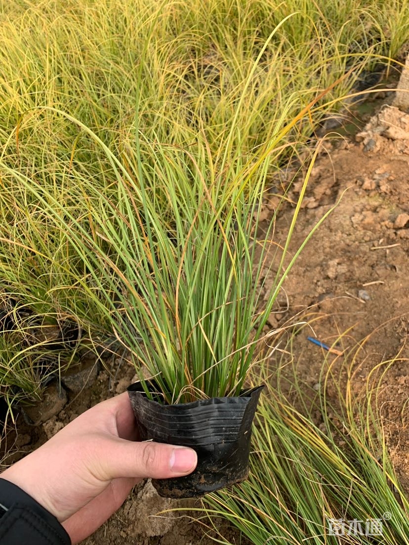 高度25厘米披针叶苔草