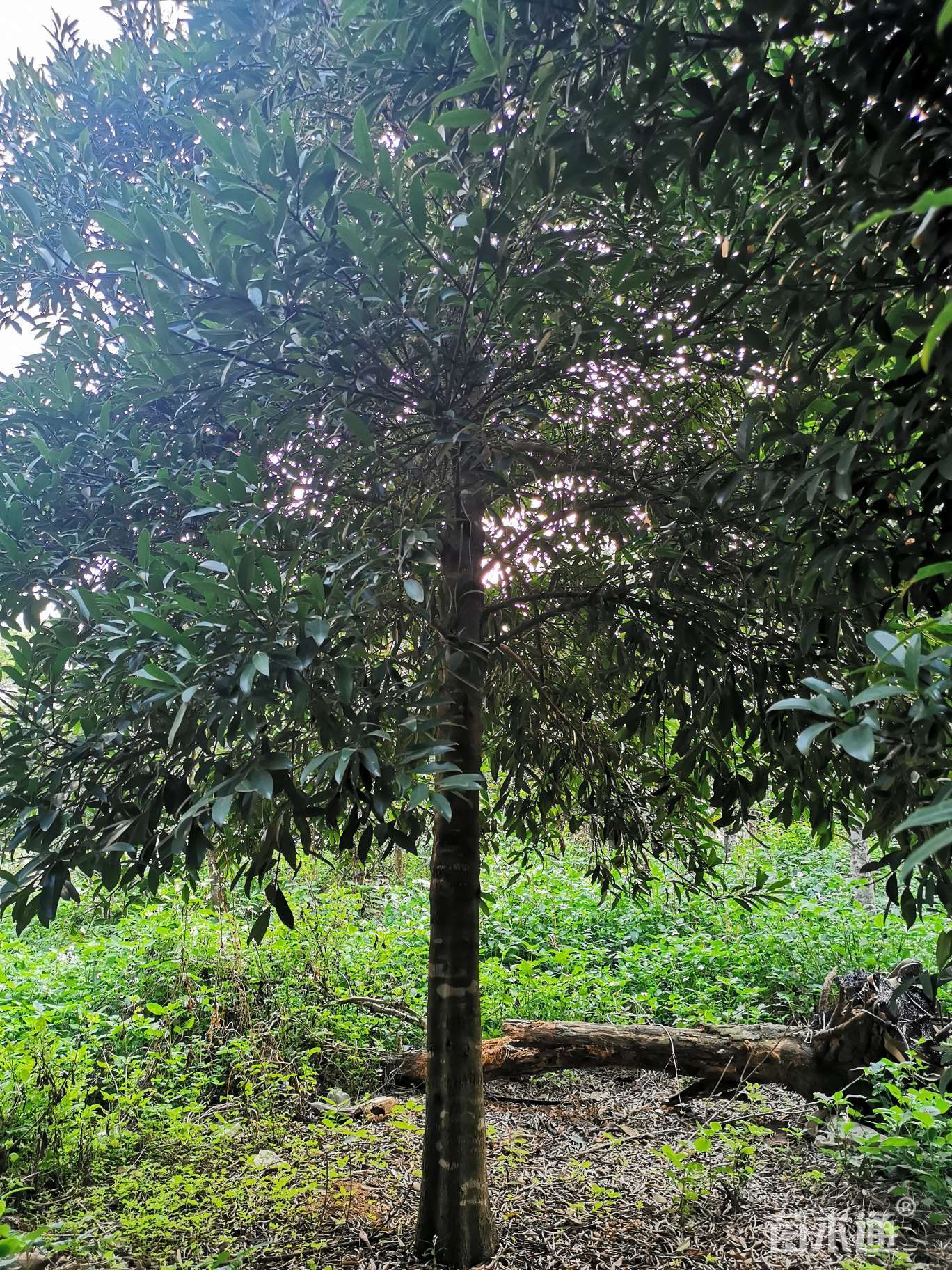 8公分岭南山竹子